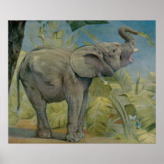 Afrikaanse olifant in het Oerwoud, EJ Detmold Poster (Voorkant)
