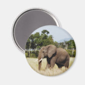 Afrikaanse olifant in Masai Mara, Kenia magneet (Voorkant / Achterkant)