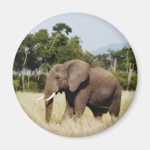 Afrikaanse olifant in Masai Mara, Kenya magnet Magneet