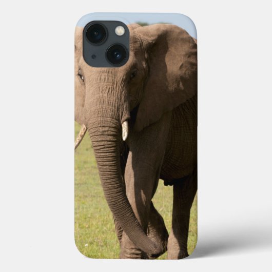 Afrikaanse olifant (Loxodonta Afriana), Maasai Case-Mate iPhone Case (Achterkant)