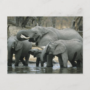 Afrikaanse Olifant, (Loxodonta africana), drinkend Briefkaart