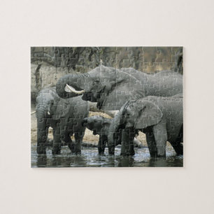 Afrikaanse Olifant, (Loxodonta africana), drinkend Legpuzzel