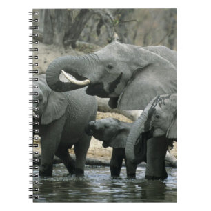 Afrikaanse Olifant, (Loxodonta africana), drinkend Notitieboek