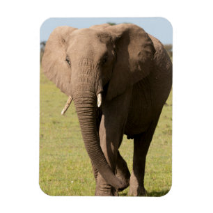 Afrikaanse Olifant (Loxodonta Africana), Maasai Magneet