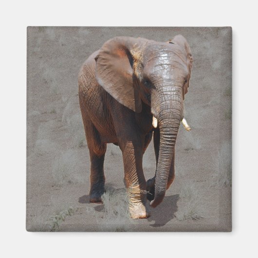 Afrikaanse olifant magneet (Voorkant)