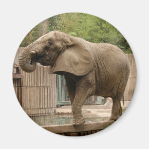 Afrikaanse olifant Magnet Magneet