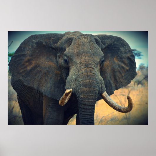 Afrikaanse olifant poster (Voorkant)