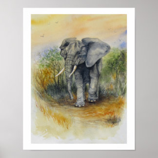Afrikaanse Olifant Poster