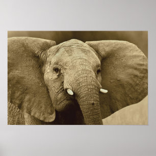 Afrikaanse olifant poster, druk, afbeelding, afbee poster