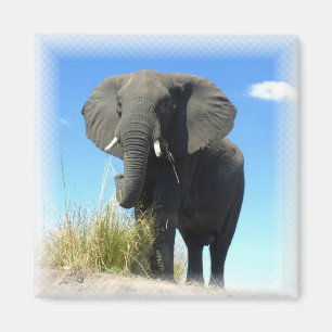 Afrikaanse olifant Square Magnet Magneet