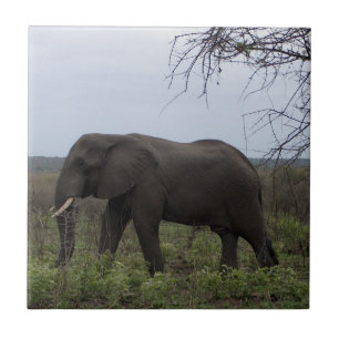 Afrikaanse olifant wilde dieren PhotoTile Tegeltje