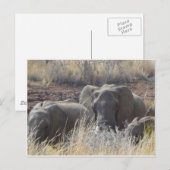 Afrikaanse olifanten briefkaart (Voorkant / Achterkant)