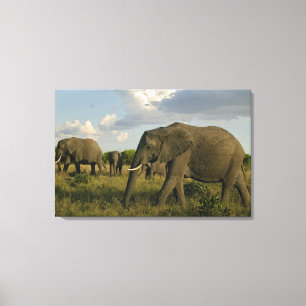 Afrikaanse olifanten grazen, Loxodonta africana, Canvas Afdruk