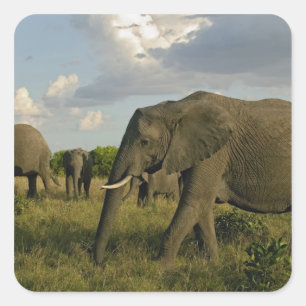 Afrikaanse olifanten grazen, Loxodonta africana, Vierkante Sticker