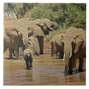 Afrikaanse olifanten, Loxodonta Afriana, Samburu Tegeltje