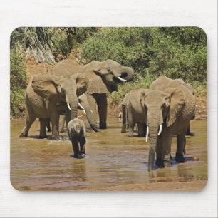 Afrikaanse Olifanten, Loxodonta Africana, Samburu Muismat
