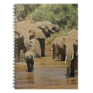 Afrikaanse Olifanten, Loxodonta Africana, Samburu Notitieboek