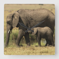 Afrikaanse olifanten