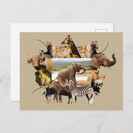 Afrikaanse olifantengroei in het wild Lijst Briefkaart (Voorkant / Achterkant)