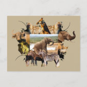 Afrikaanse olifantengroei in het wild Lijst Briefkaart (Voorkant)