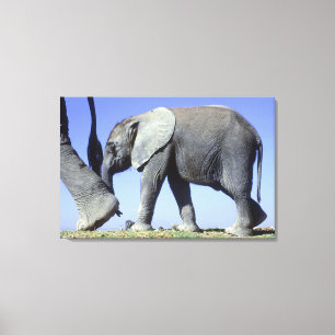 Afrikaanse olifantenkalf canvas afdruk