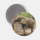 Afrikaanse olifantenmagneet magneet (Voorkant / Achterkant)