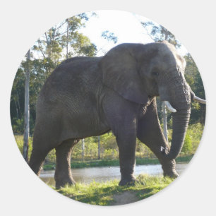 Afrikaanse olifantenticker ronde sticker