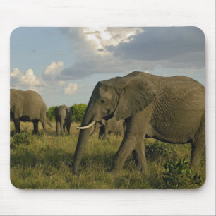 Afrikaanse olifantenweiden, Loxodonta africana, Muismat