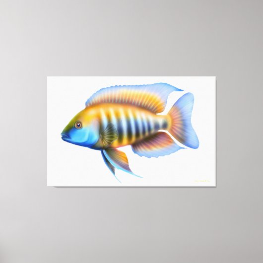 Afrikaanse Peacock Cichlid Fish Wrapped Canvas Afdruk (Voorkant)