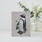 Afrikaanse Pinguïn - Briefkaart (Staand voorkant)