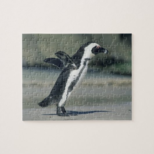 Afrikaanse pinguïn legpuzzel (Horizontaal)
