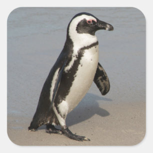 Afrikaanse pinguïn loopt vierkante sticker