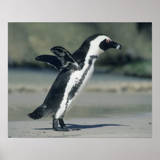 Afrikaanse pinguïn poster (Voorkant)