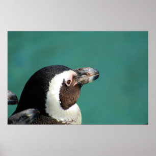 Afrikaanse pinguïn poster