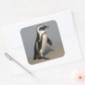 Afrikaanse pinguïn Walking Vierkante Sticker (Envelop)