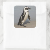 Afrikaanse pinguïn Walking Vierkante Sticker (Tas)