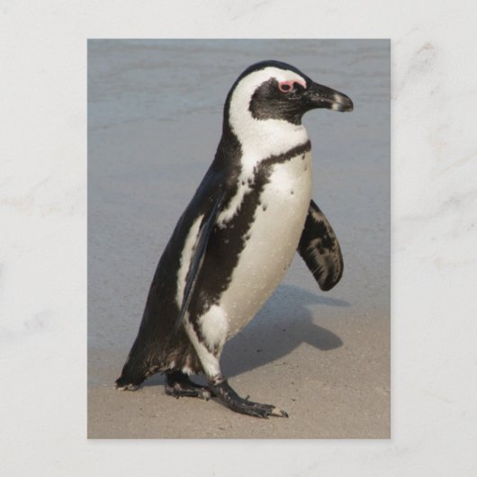 Afrikaanse pinguïn wandelt briefkaart (Voorkant)