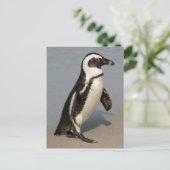 Afrikaanse pinguïn wandelt briefkaart (Staand voorkant)