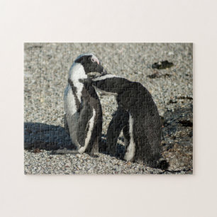 Afrikaanse pinguïns die elkaar kruipen legpuzzel
