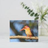 Afrikaanse pygmkoningvis briefkaart (Staand voorkant)