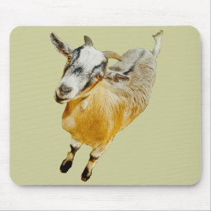 Afrikaanse Pygmy Goat Muismat