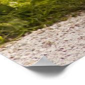 Afrikaanse Pygmy Goat Poster (Hoek)