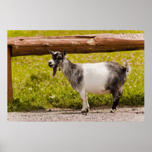Afrikaanse Pygmy Goat Poster