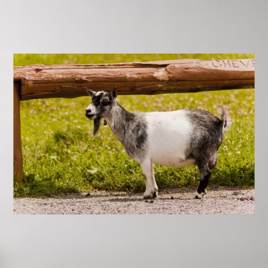Afrikaanse Pygmy Goat Poster (Voorkant)