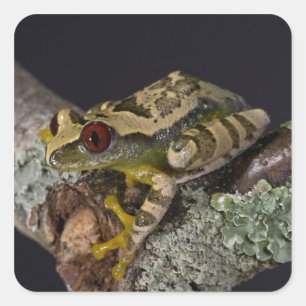 Afrikaanse Rode Oog Boomkikker, Leptopelis Vierkante Sticker