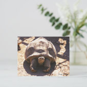 Afrikaanse rode schildpad briefkaart (Staand voorkant)