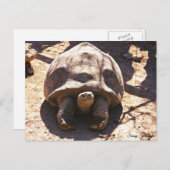 Afrikaanse rode schildpad briefkaart (Voorkant / Achterkant)