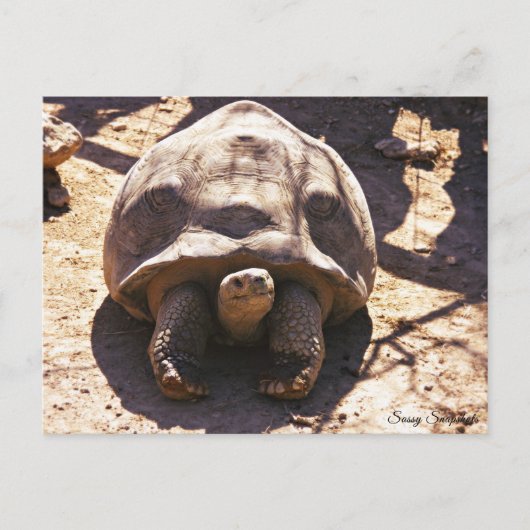 Afrikaanse rode schildpad briefkaart (Voorkant)