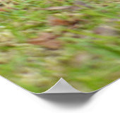 Afrikaanse rode schildpad op gras poster (Hoek)