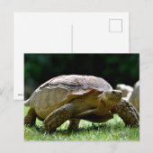 Afrikaanse rode tortoise op gras briefkaart (Voorkant / Achterkant)